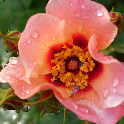 rosa_ringo_all_star_.jpg