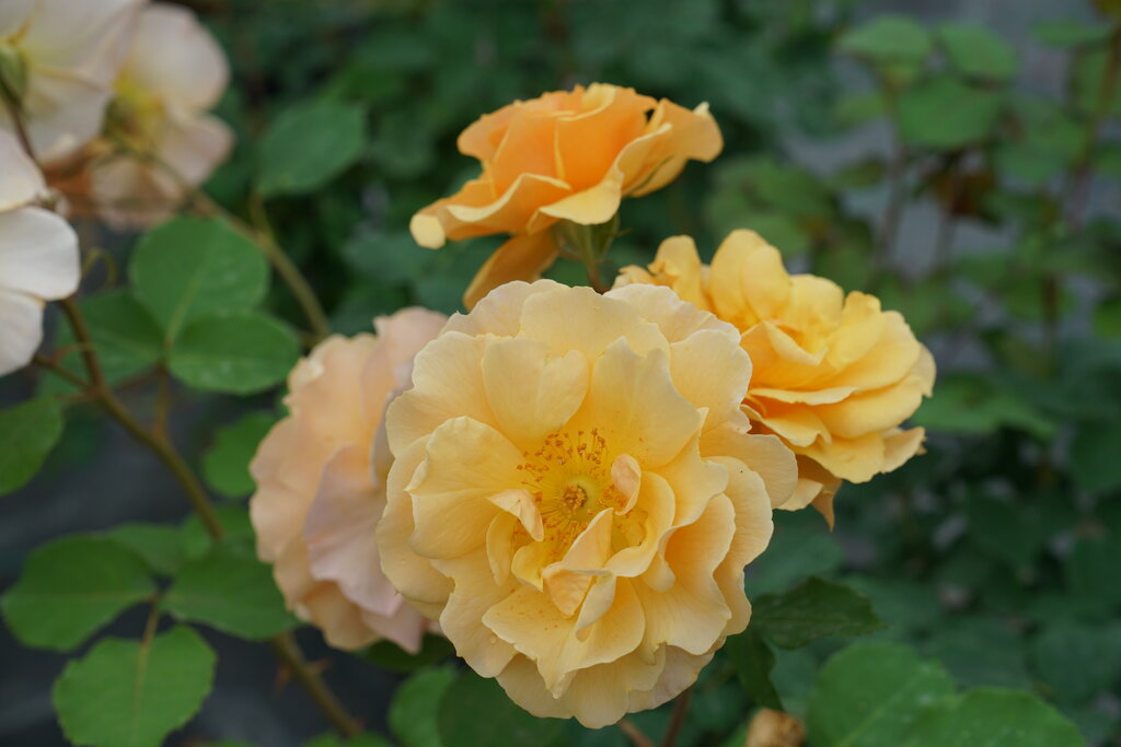 rosa_rise_up_amberness_dsc09287.jpg
