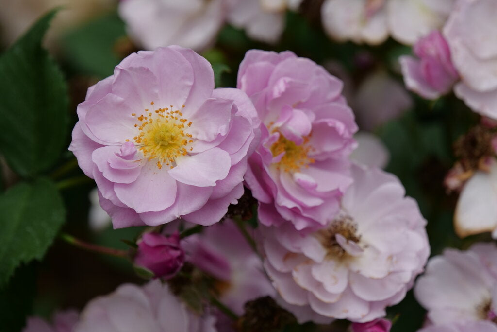 rosa_rise_up_lilac_days_p1071700.jpg