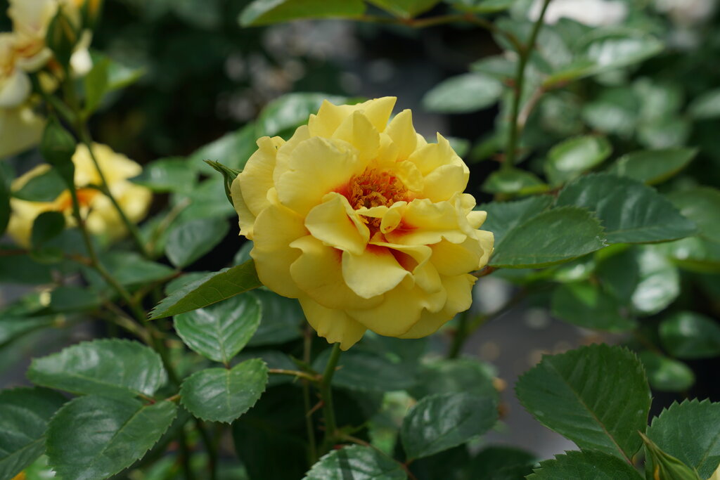rosa_rise_up_ringo_dsc08551.jpg