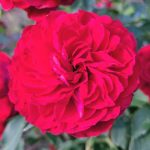 rosa_true_bloom_true_love-1-150x150.jpg