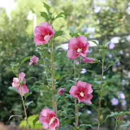rose-of-sharon-red-pillar-2.jpg