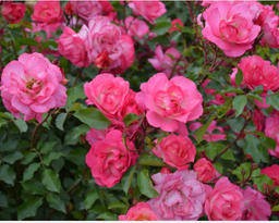 rose-sunrise_sunset.png