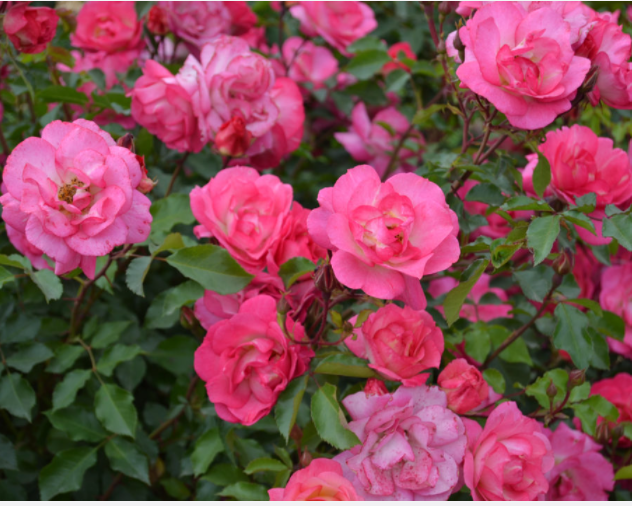 rose-sunrise_sunset.png