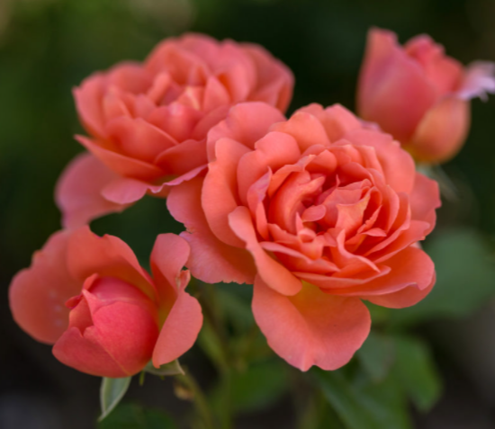 rose-sweet_fragrance.png