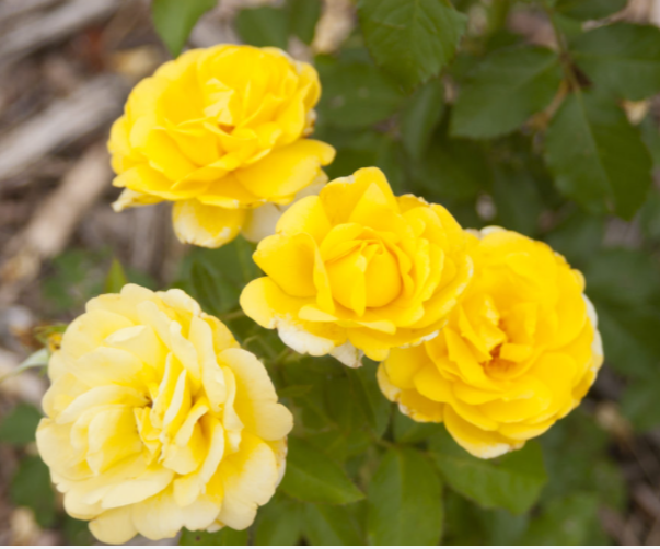 rose-yellow_brick_road.png