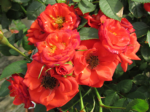 rose%20sun%20autumn%20sunblaze[1].jpg