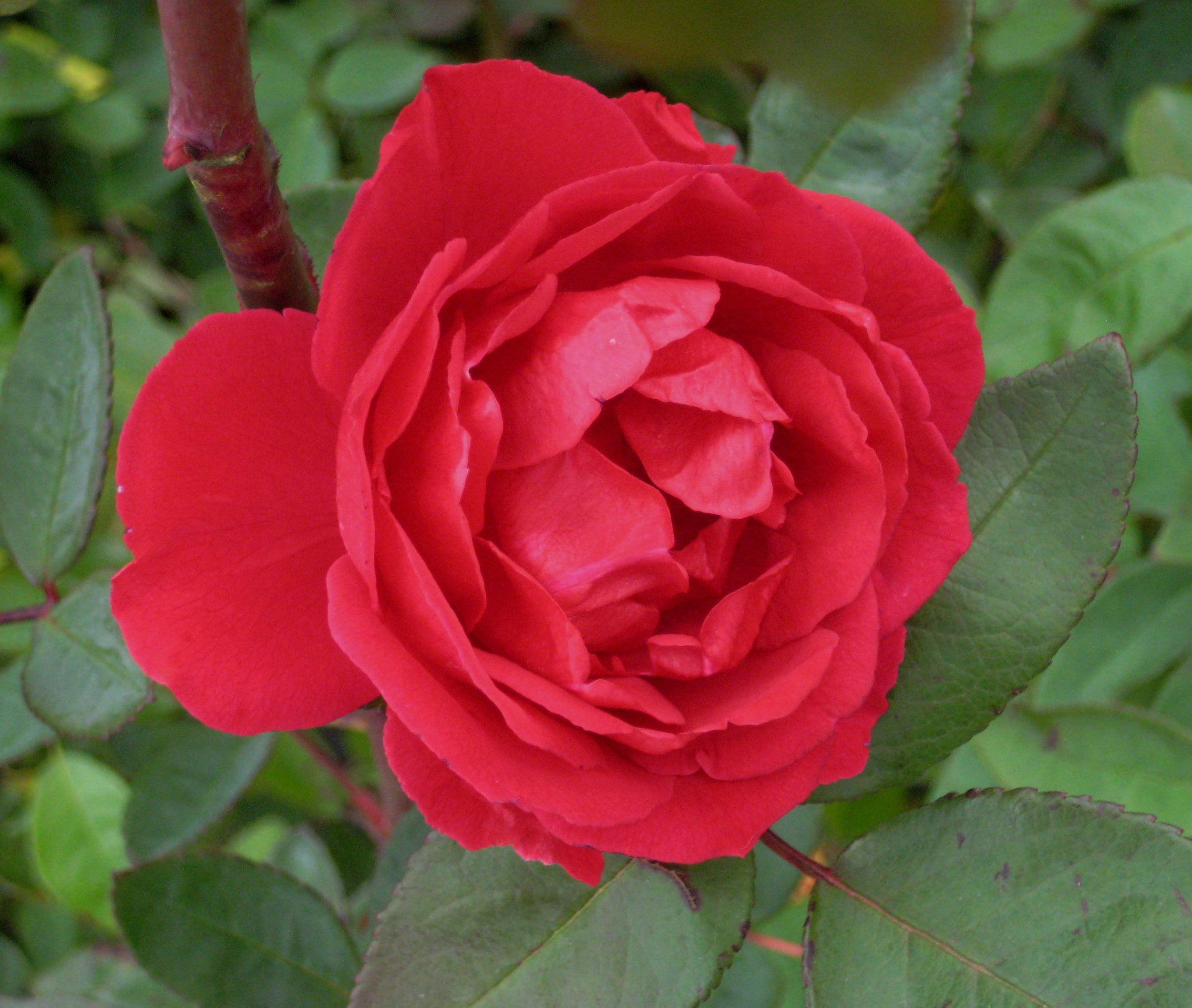 rose blaze.jpg