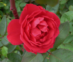 rose blaze.jpg