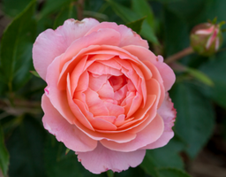 rose_calypso_.png