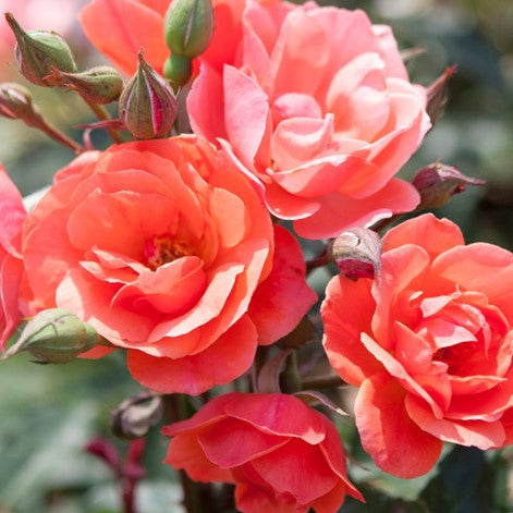 rose_coral_knockout_.jpg
