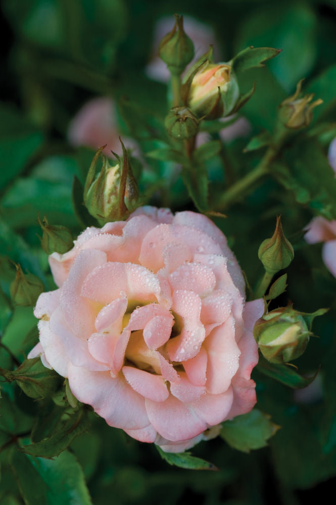 rose drift peachb.jpg
