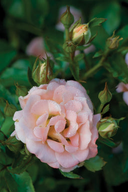 rose drift peachb.jpg
