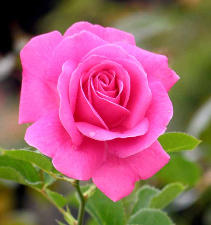 rose_flying_kiss_.jpg