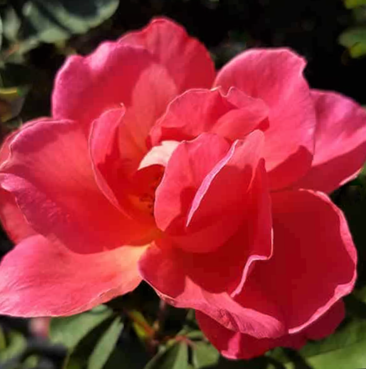 rose_miracle_hudson_coral.png