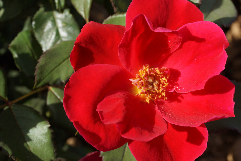 rose_miracle_on_the_hudson_flower.jpg