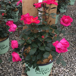 rose_miracle_on_the_hudson_pink_.jpg