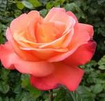 rose orange glow.jfif