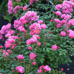 rose oso easy double pink.jpg