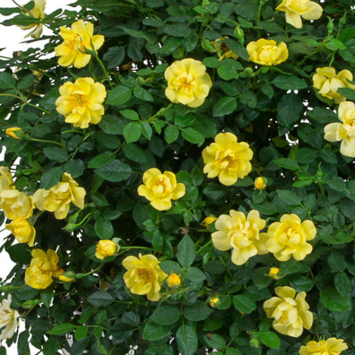 rose_oso_easy_lemon_zest_.jpg