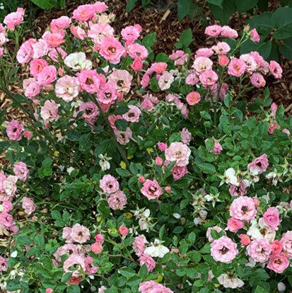 rose_oso_easy_petit_pink_.jpg