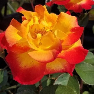 rose_sunset_horizon_.jpeg