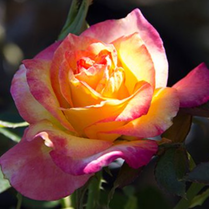 rose_true_bloom_sincerity_.jpg