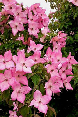 rosy teacups.jpg