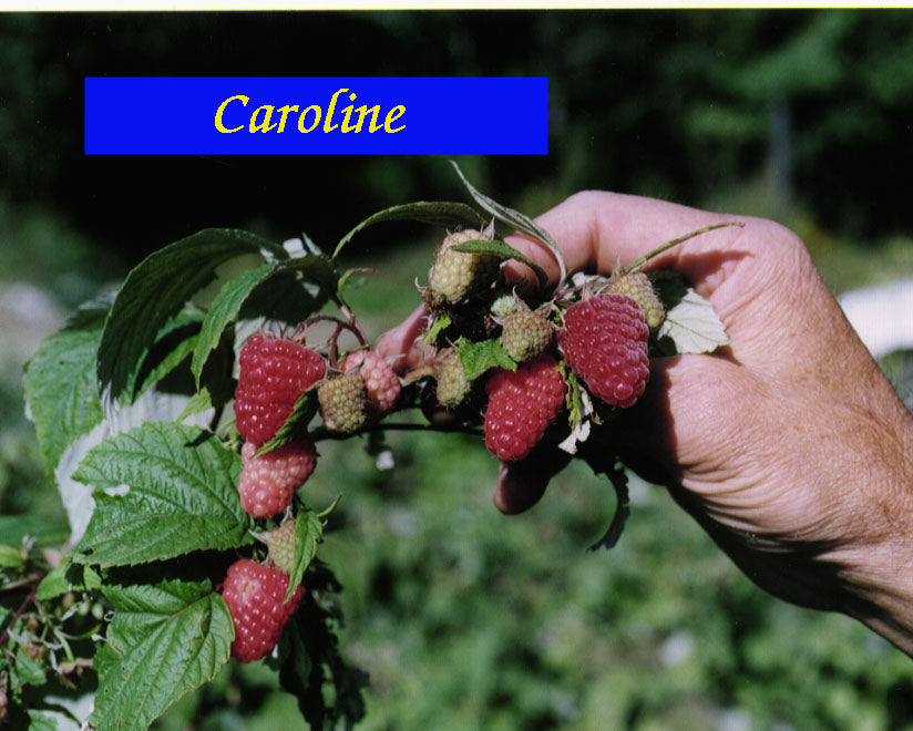 rubus_caroline[1].jpg
