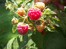 rubus heritage.jpg