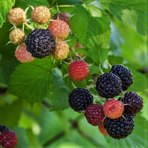 rubus_jewel_.jpg
