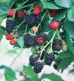 rubus_natchez_.jpg
