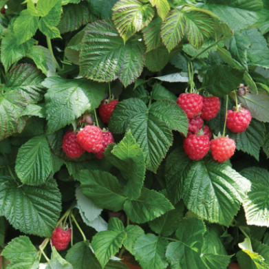 rubus_raspberry_shortcake-.jpg
