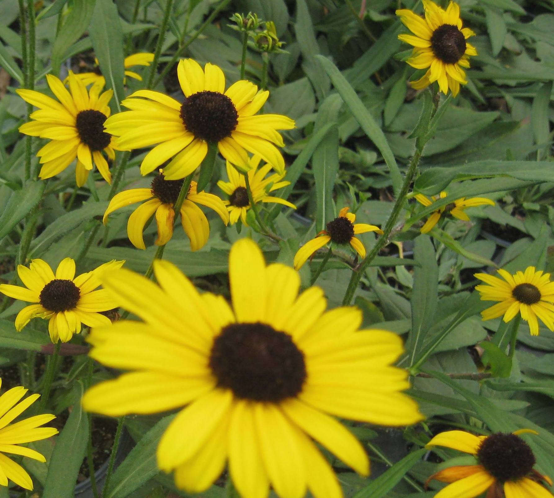rudbeckia little suzie b.jpg