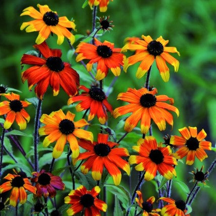 rudbeckia_t_prairie_glow_.jpg