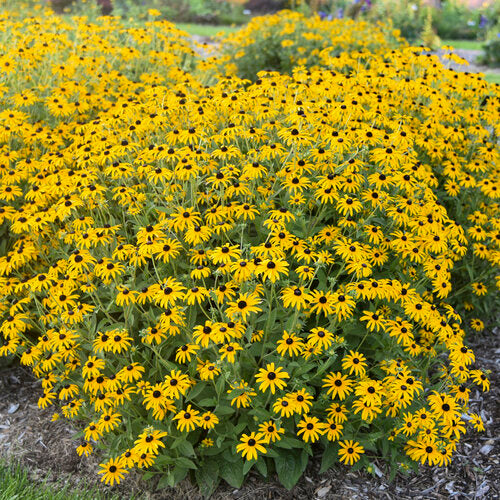 rudbeckia_treasure_trove.jpg