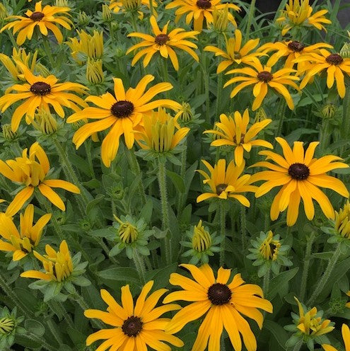 rudbeckia_x_glitters_like_gold_.jpeg