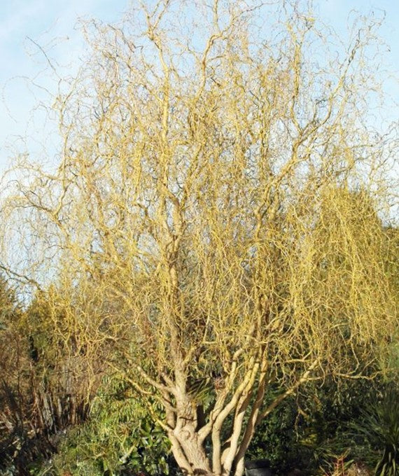 salix-golden_curls.jpg