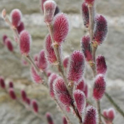 salix-mount_aso.jpg