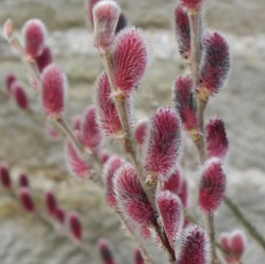 salix-mount_aso.jpg
