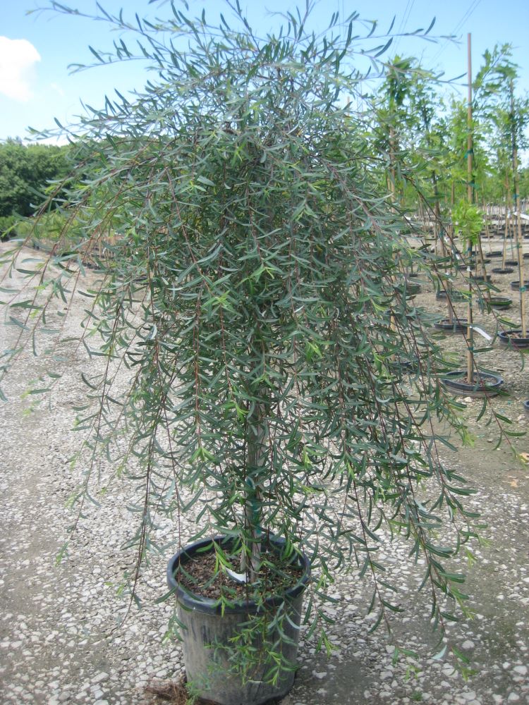 salix%20purpurea%20pendula.jpg