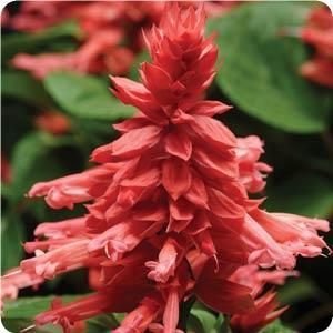salvia%20vista%20red[1].jpg