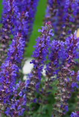 salvia blue bouquetta.jpg