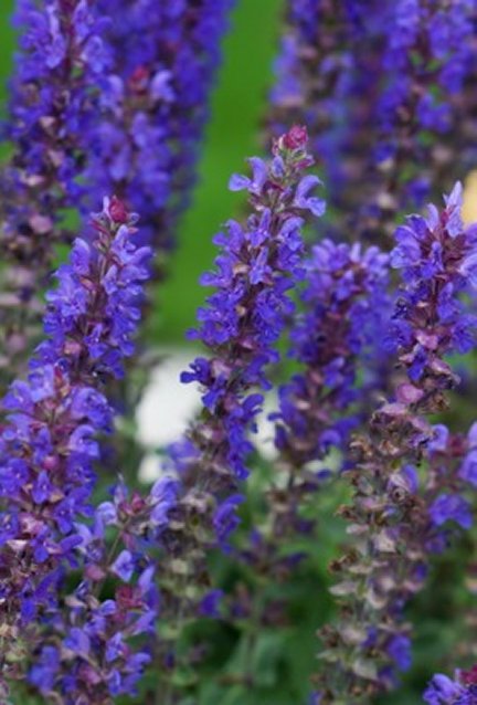 salvia blue bouquetta.jpg