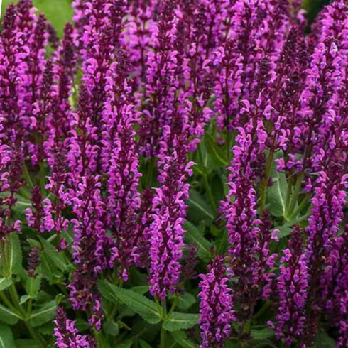 salvia_bumbleberry_.jpg