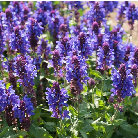 salvia_nemerosa_blue_marvel_.jpg