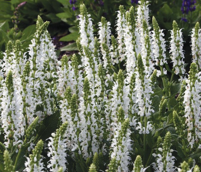 salvia_nemorosa_snow_hills[1].jpg