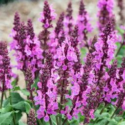 salvia_rose_marvel.png