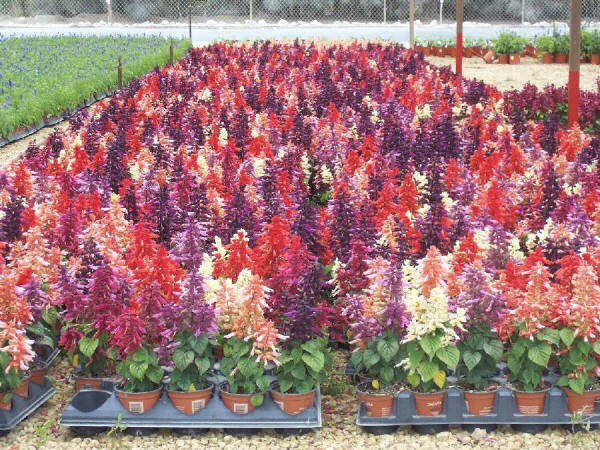 salvia_vista_mix[1].jpg