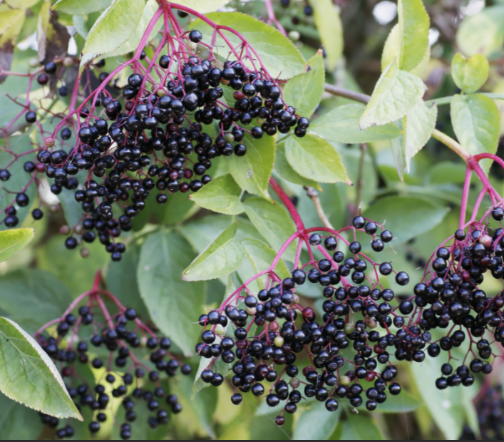 sambucus_adams_.png